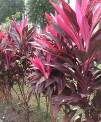 Cordyline Plants Cordyline Plants