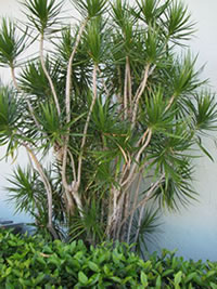 Dracaena Marginata Plants Dracaena Marginata Plants