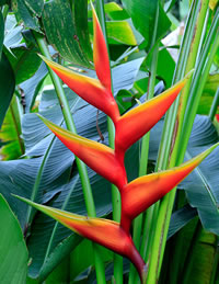Heliconia Plants Heliconia Plants