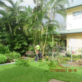 Golden Cane Tree Cut Down and Removal Job Completed at Palm Cove on Wednesday 1st March 2017