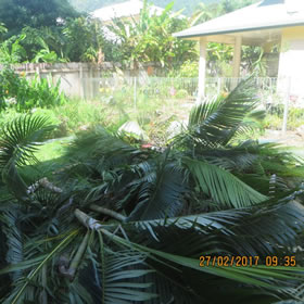 Golden Cane Tree Problems are No More - Looks at how clear the back yard is getting.