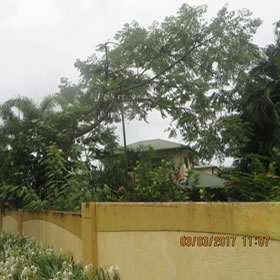 Prodigy Lawns, Tree and Palm Removal has just cut down and removed a problem tree from Palm Cove Queensland. Photo 1