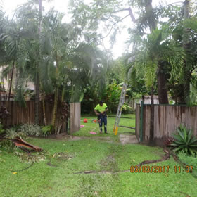 Prodigy Lawns, Tree and Palm Removal has just cut down and removed a problem tree from Palm Cove Queensland. Photo 2
