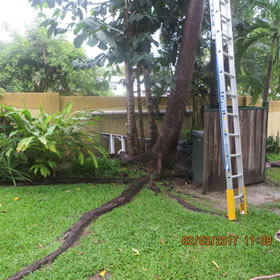 Prodigy Lawns, Tree and Palm Removal has just cut down and removed a problem tree from Palm Cove Queensland. Photo 4