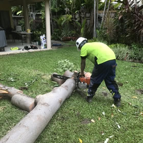 Prodigy Lawns, Tree and Palm Removal has just cut down and removed a problem tree from Palm Cove Queensland. Photo 5