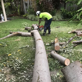 Prodigy Lawns, Tree and Palm Removal has just cut down and removed a problem tree from Palm Cove Queensland. Photo 6