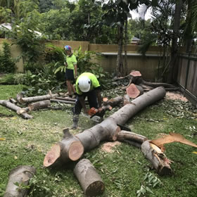 Prodigy Lawns, Tree and Palm Removal has just cut down and removed a problem tree from Palm Cove Queensland. Photo 7