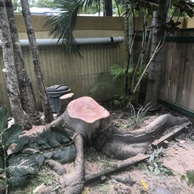Prodigy Lawns, Tree and Palm Removal has just cut down and removed a problem tree from Palm Cove Queensland. Photo 8